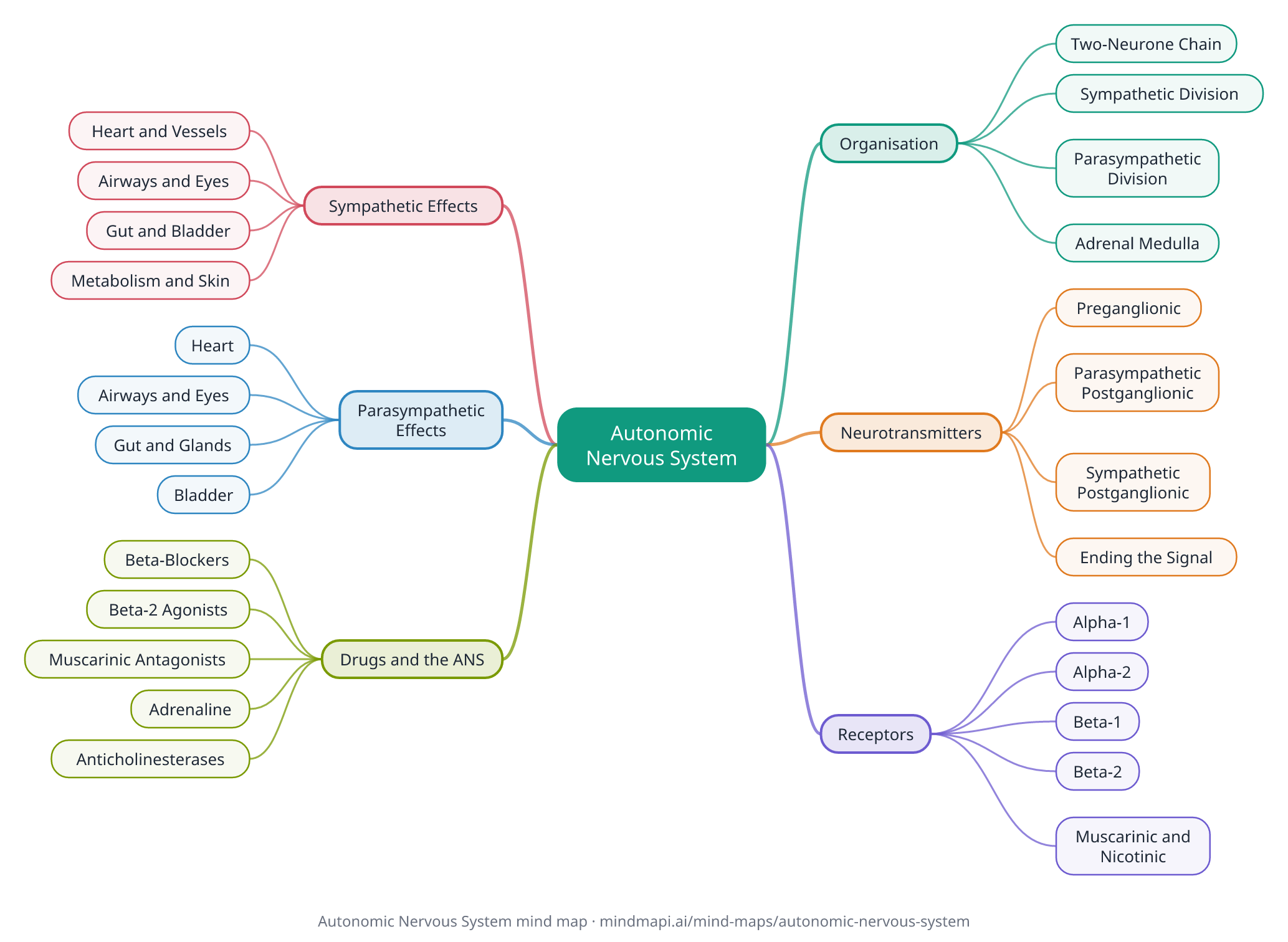 Autonomic Nervous System mind map for University revision
