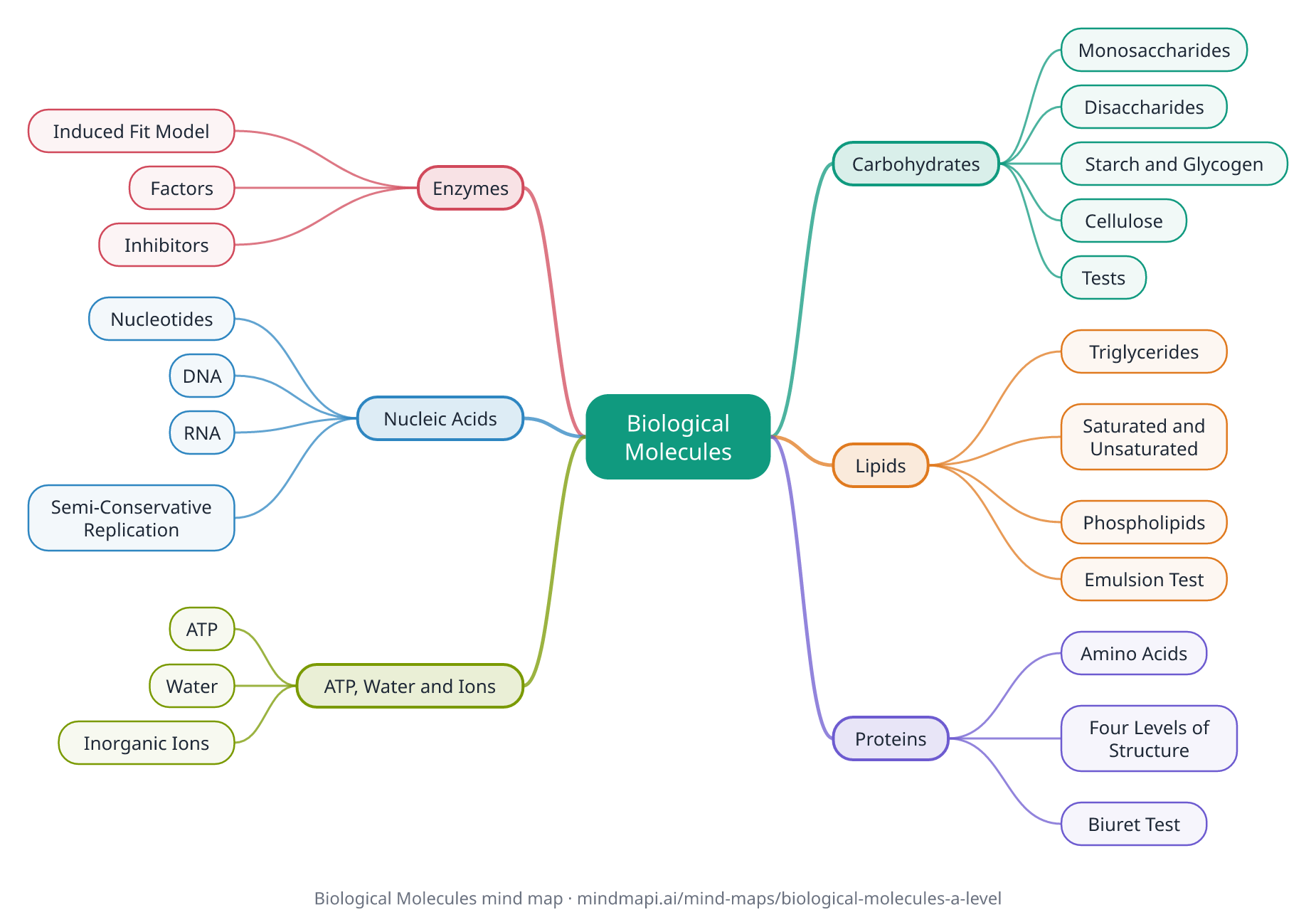 Biological Molecules mind map for A level revision