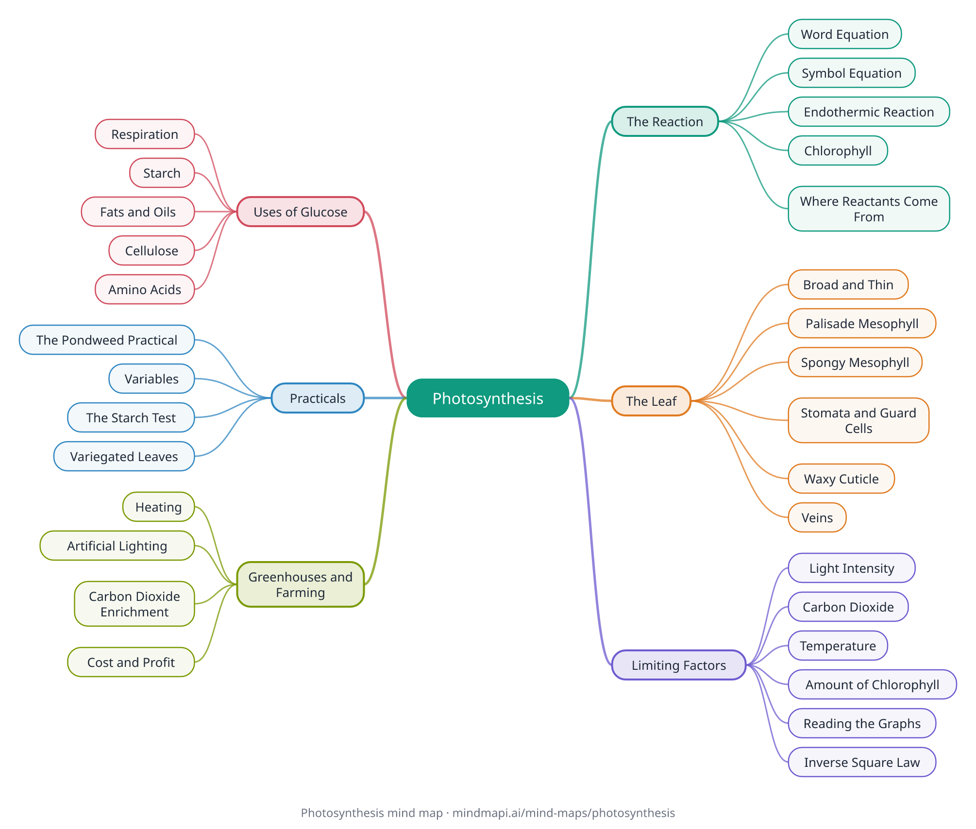 Photosynthesis mind map for GCSE revision